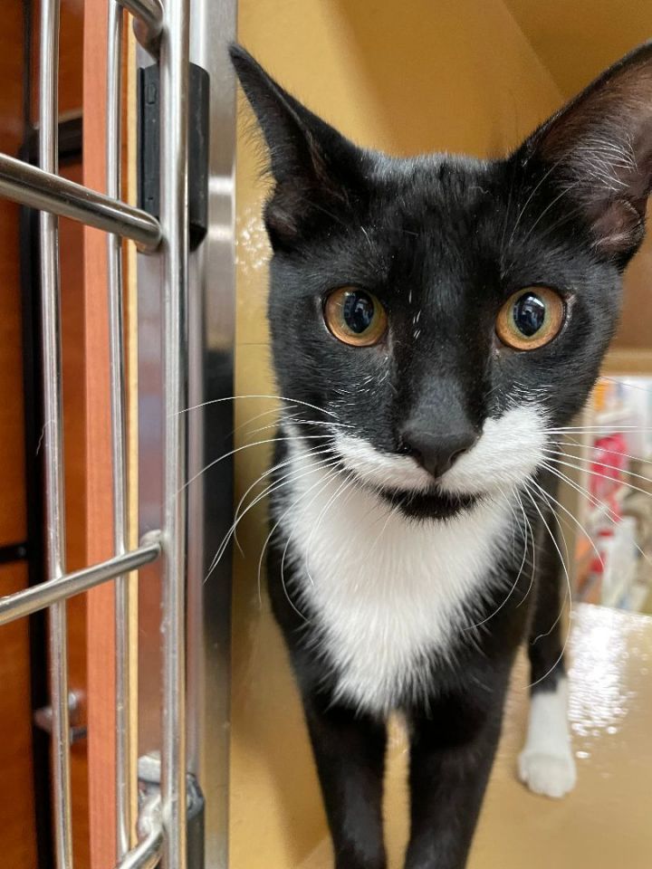 Whiskey, an adoptable Tuxedo in Fort Lauderdale, FL_image-6