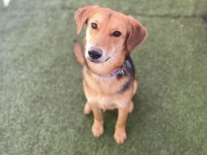 Dog for adoption - Adelaide, a German Shepherd Dog Mix in Phoenix, AZ |  Petfinder