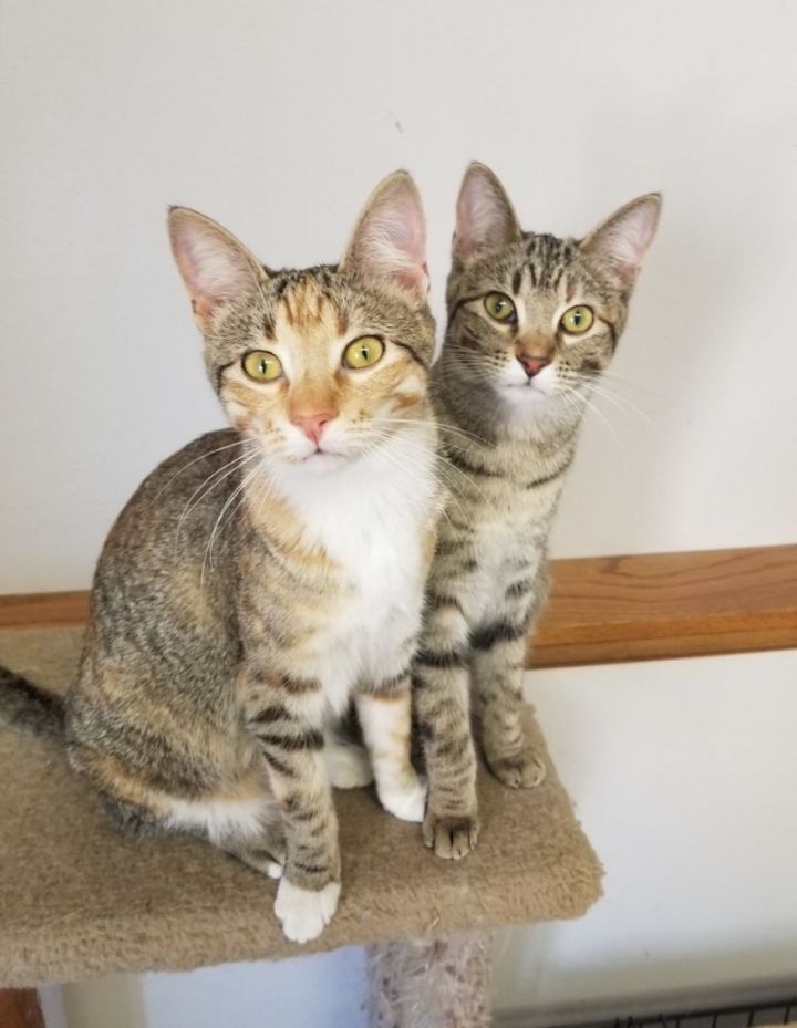 Kaya, an adopted Torbie in Sioux Falls, SD_image-3