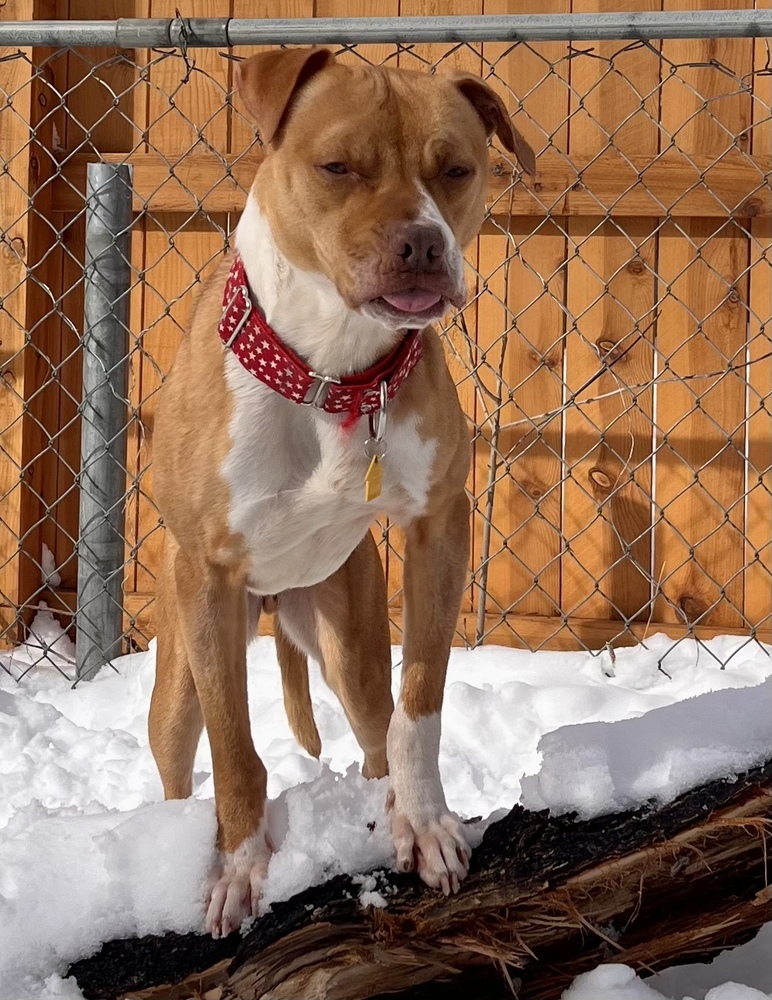 Sammy, an adoptable Staffordshire Bull Terrier in Denver, CO, 80220 | Photo Image 3