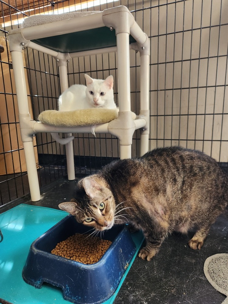 Tyson &Tiger, an adoptable American Shorthair in San Antonio, TX, 78264 | Photo Image 1