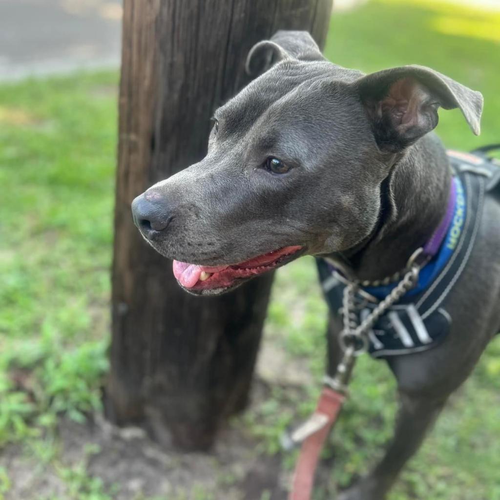 Rockdale, an adoptable Pit Bull Terrier in Savannah, GA, 31406 | Photo Image 1