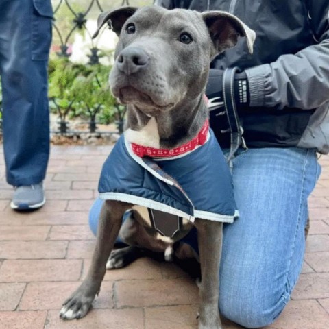 Rockdale, an adoptable Pit Bull Terrier in Savannah, GA, 31406 | Photo Image 3