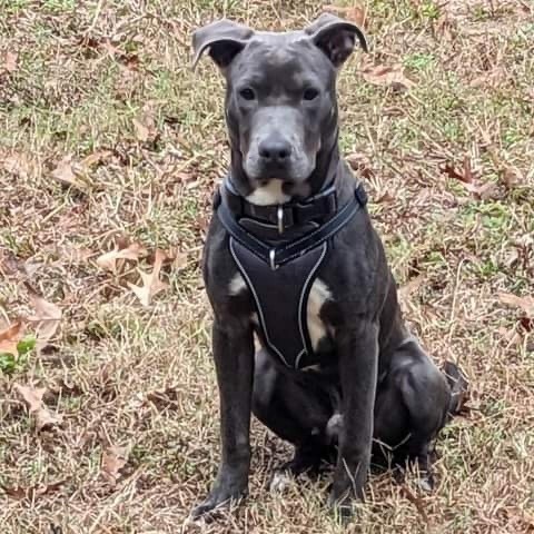 Rockdale, an adoptable Pit Bull Terrier in Savannah, GA, 31406 | Photo Image 5