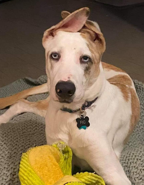 Fig, an adoptable Catahoula Leopard Dog, Mixed Breed in Nokomis, FL, 34275 | Photo Image 1