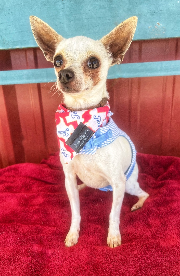 Tucker, an adoptable Chihuahua in Lubbock, TX, 79424 | Photo Image 1