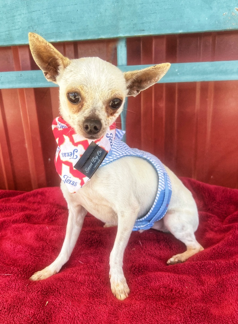 Tucker, an adoptable Chihuahua in Lubbock, TX, 79424 | Photo Image 2