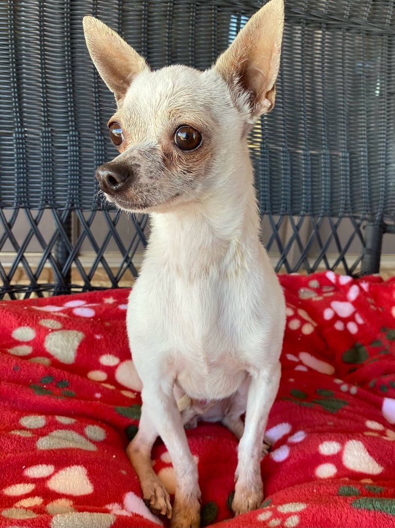 Tucker, an adoptable Chihuahua in Lubbock, TX, 79424 | Photo Image 3