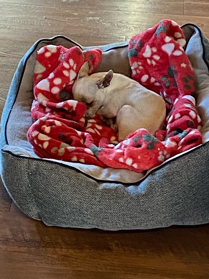 Tucker, an adoptable Chihuahua in Lubbock, TX, 79424 | Photo Image 4