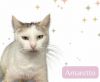 Amaretto