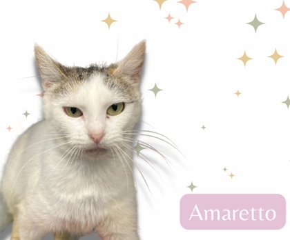 Amaretto, an adoptable Domestic Short Hair in Cumberland, MD_image-1