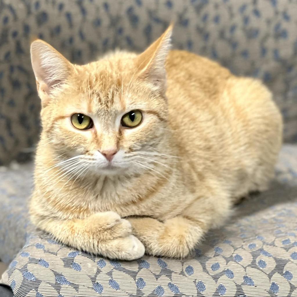 Mama Thumbs, an adoptable Extra-Toes Cat / Hemingway Polydactyl in Mount Juliet, TN, 37122 | Photo Image 1