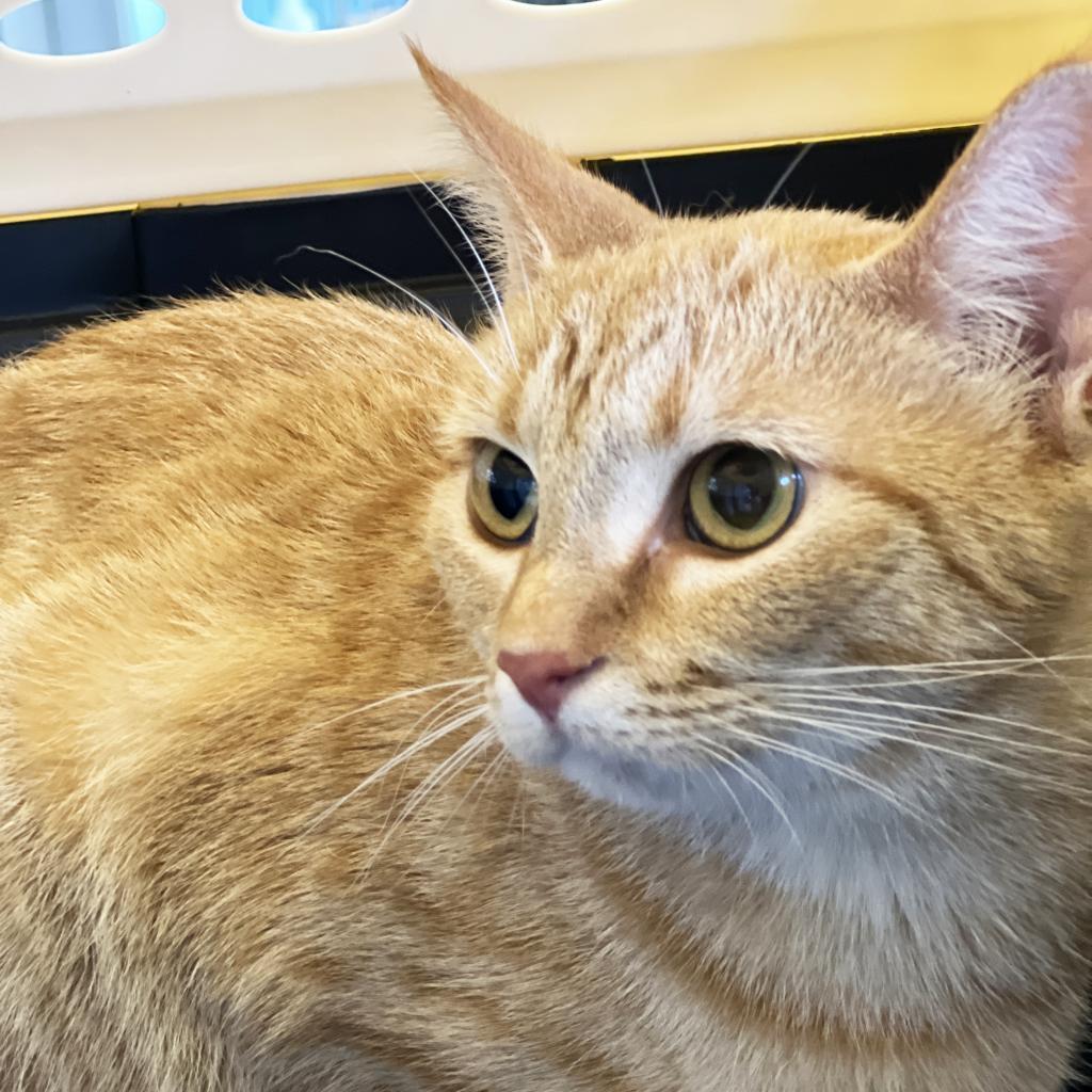 Mama Thumbs, an adoptable Extra-Toes Cat / Hemingway Polydactyl in Mount Juliet, TN, 37122 | Photo Image 2