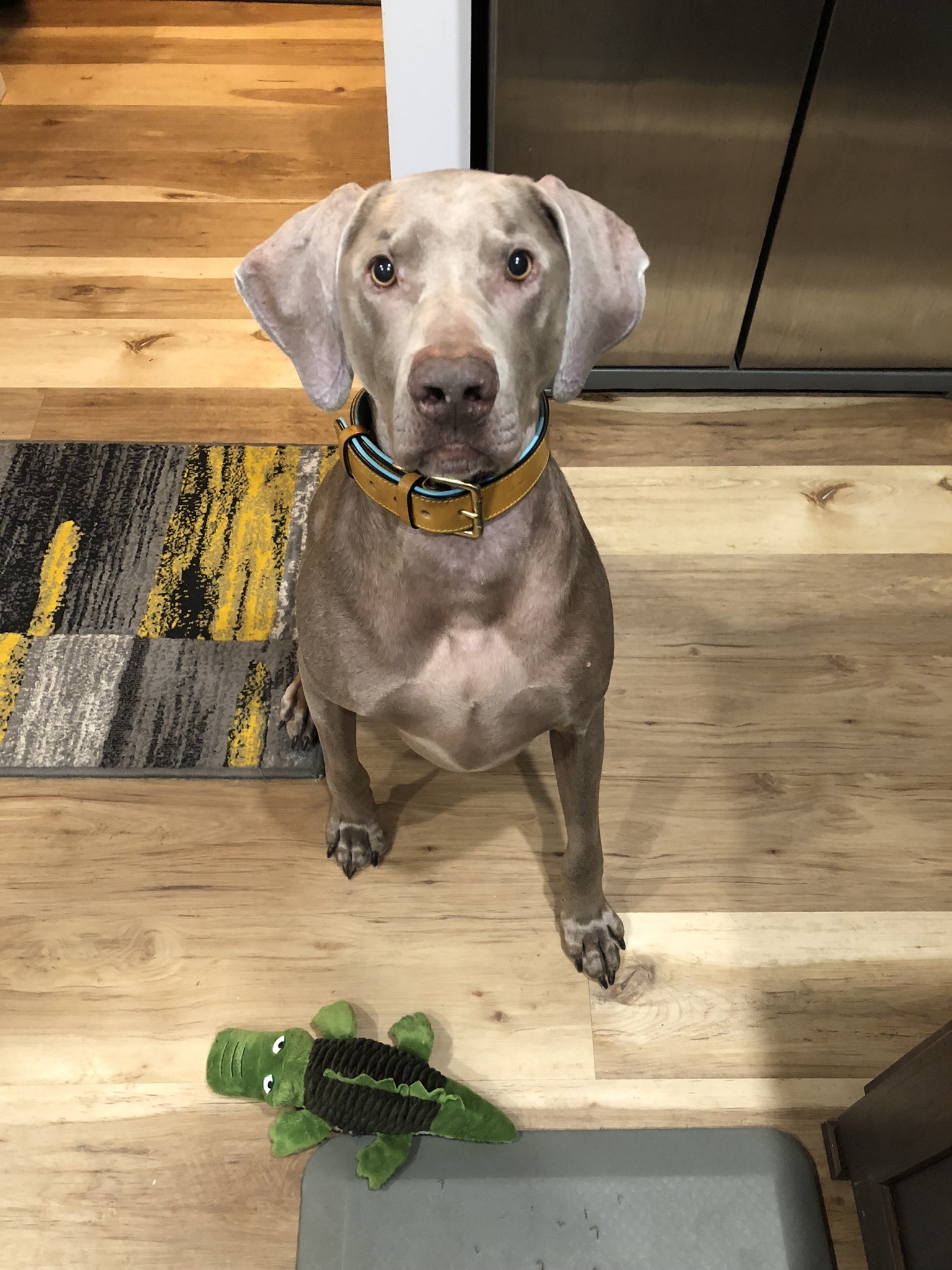 do weimaraners have webbed feet