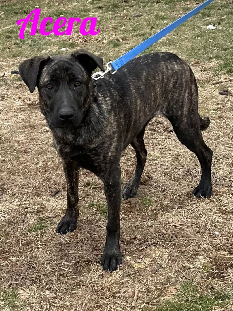 Dog for adoption - Acera, a German Shepherd Dog & Cane Corso Mix in Old  Westbury, NY | Petfinder