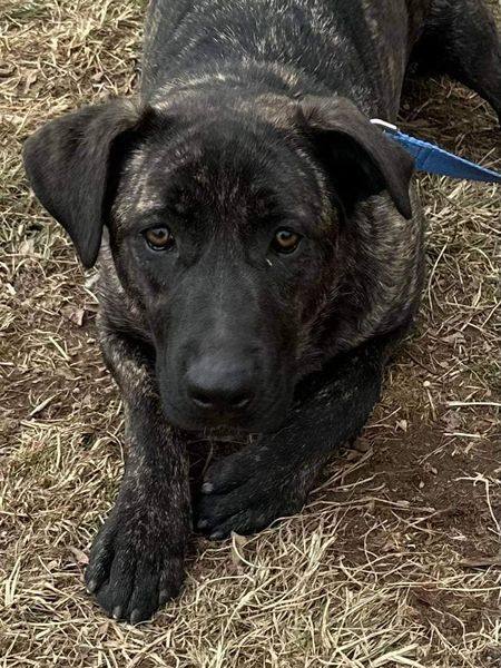 German shepherd mixed with best sale cane corso