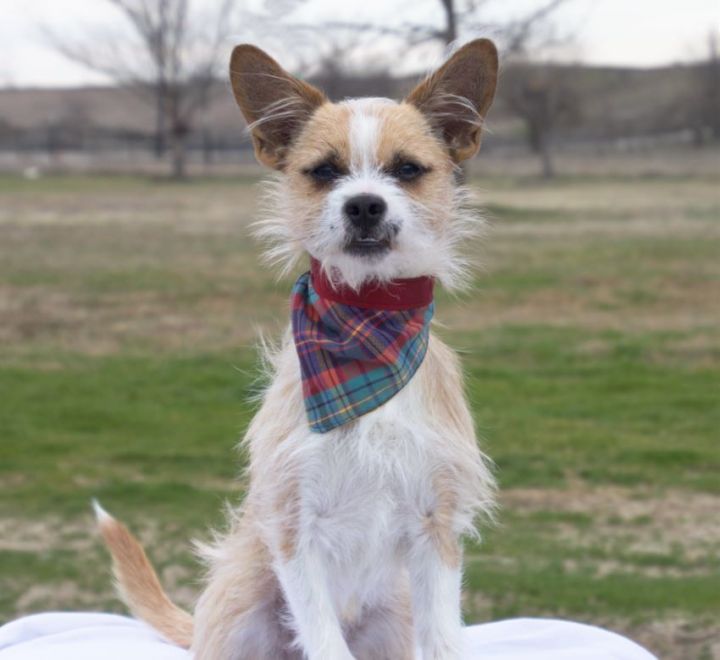 Nigel, an adoptable Terrier in Carrollton, TX_image-1