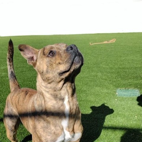 Bubba, an adoptable English Bulldog & Terrier Mix in Cincinnati, OH_image-1