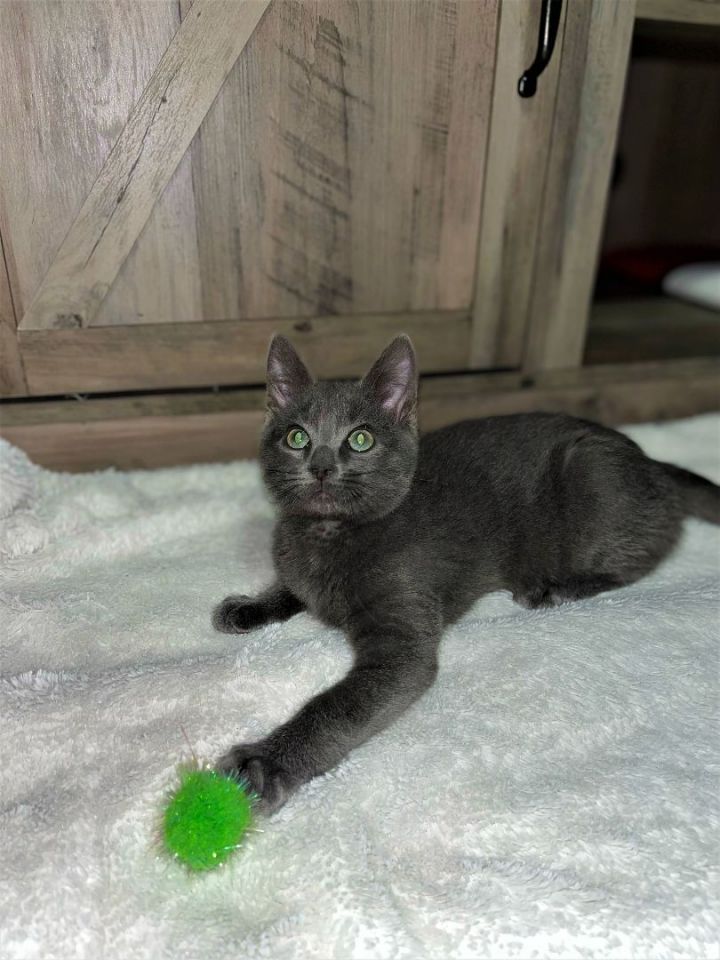 Tiny - PENDING ADOPTION 1