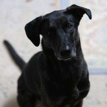 Annie, an adoptable Shepherd Mix in Waldorf, MD_image-2