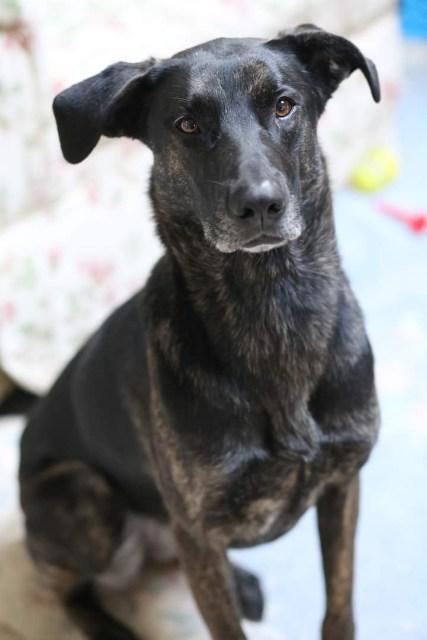 Annie, an adoptable Shepherd Mix in Waldorf, MD_image-1