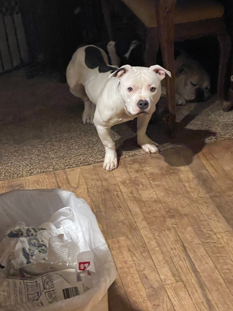 Daphne, an adoptable American Bulldog in AMARILLO, TX, 79108 | Photo Image 1