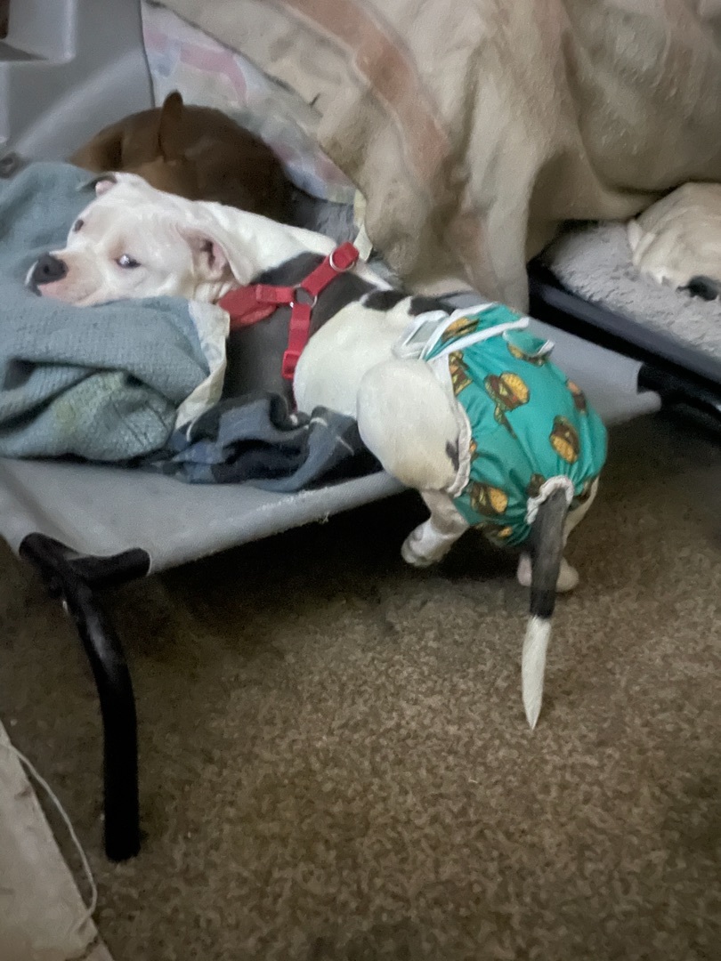 Daphne, an adoptable American Bulldog in AMARILLO, TX, 79108 | Photo Image 2