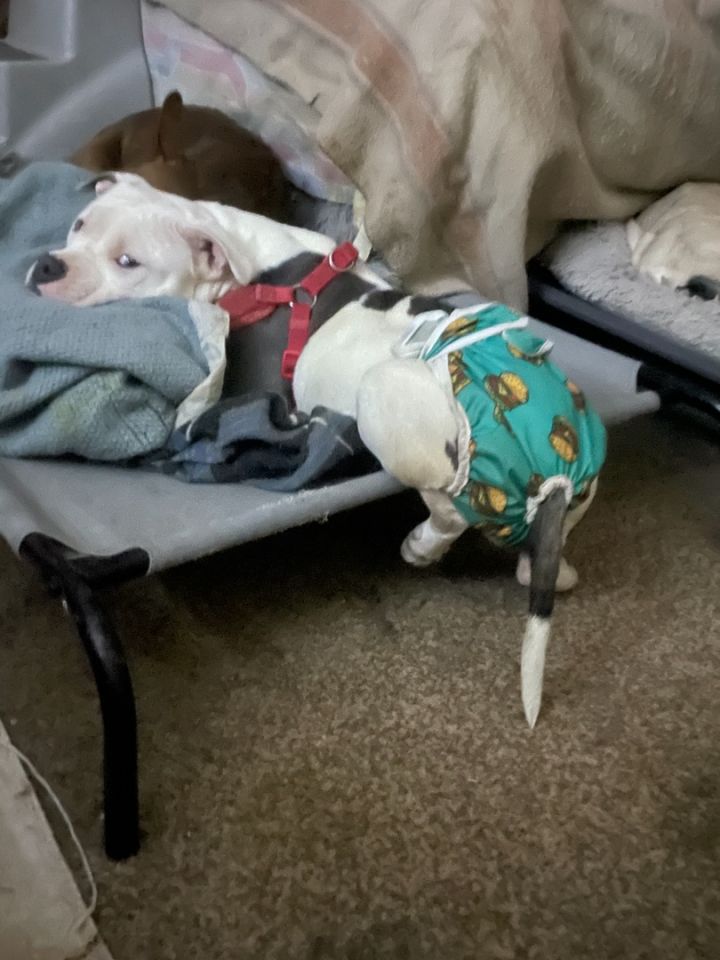 Daphne, an adoptable American Bulldog in AMARILLO, TX_image-2