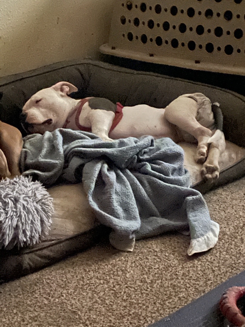 Daphne, an adoptable American Bulldog in AMARILLO, TX, 79108 | Photo Image 3