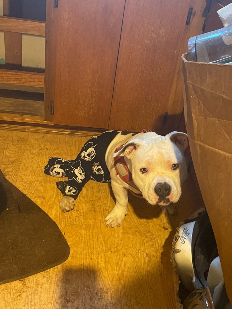 Daphne, an adoptable American Bulldog in AMARILLO, TX, 79108 | Photo Image 4