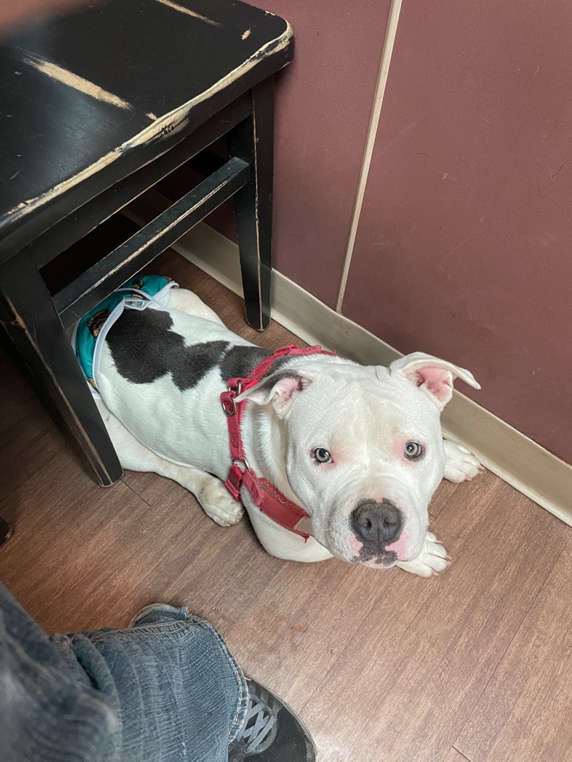 Daphne, an adoptable American Bulldog in AMARILLO, TX, 79108 | Photo Image 5