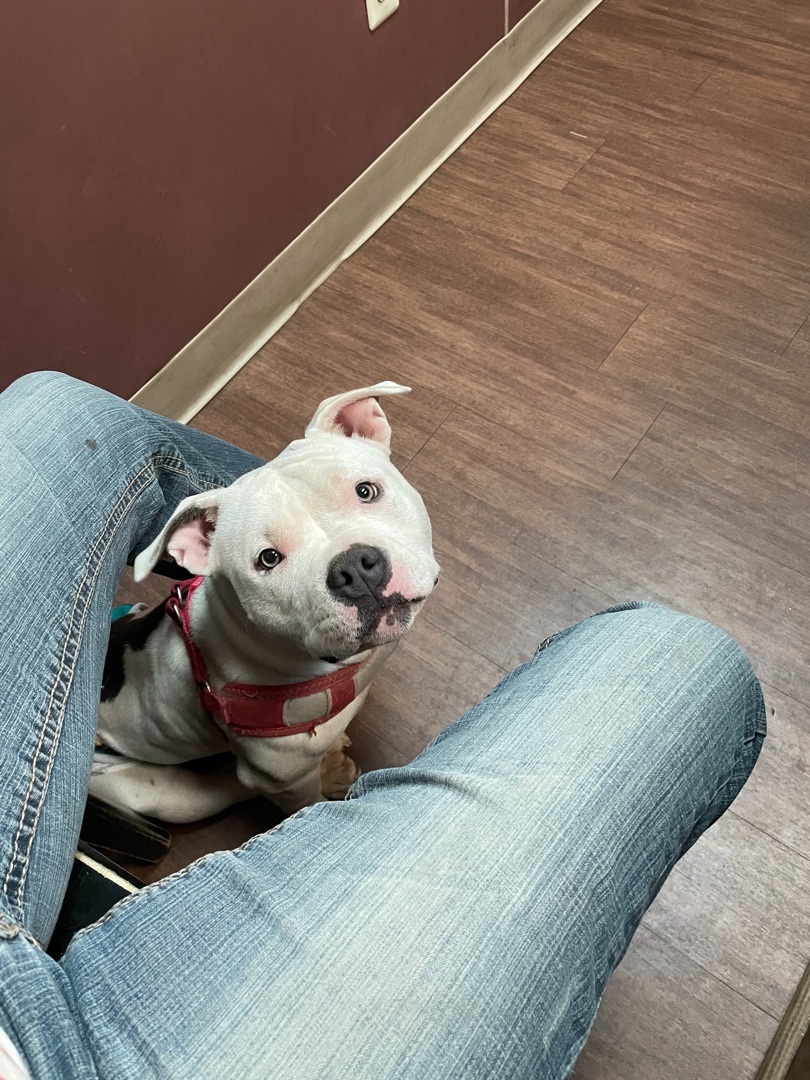 Daphne, an adoptable American Bulldog in AMARILLO, TX, 79108 | Photo Image 6