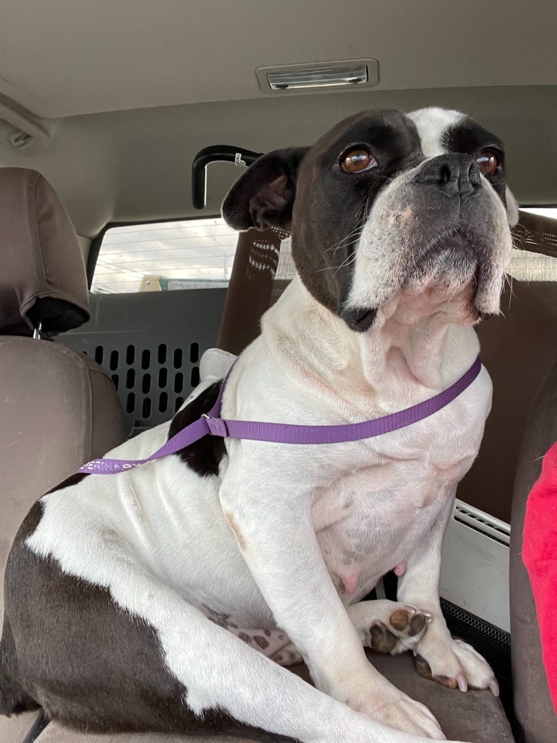 Dog for adoption - Sierra, an American Bulldog in AMARILLO, TX | Petfinder