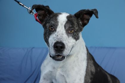 Handsome, an adoptable Catahoula Leopard Dog Mix in Kansas City, MO_image-1