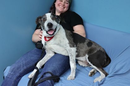 Handsome, an adoptable Catahoula Leopard Dog Mix in Kansas City, MO_image-2