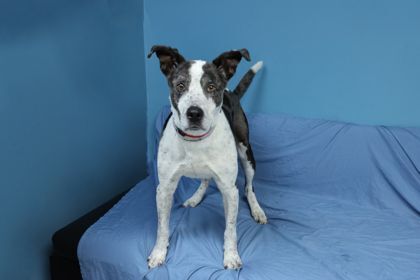 Handsome, an adoptable Catahoula Leopard Dog Mix in Kansas City, MO_image-3
