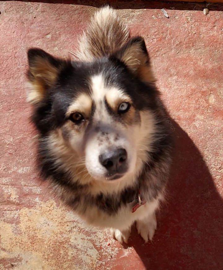 Jenna, an adoptable Siberian Husky in Ellijay, GA_image-1