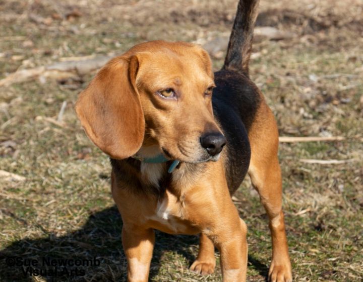 Tucker, an adoptable Beagle & Basset Hound Mix in Shorewood, IL_image-2