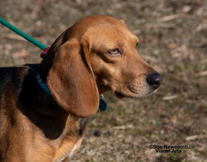 Tucker, an adoptable Beagle & Basset Hound Mix in Shorewood, IL_image-3