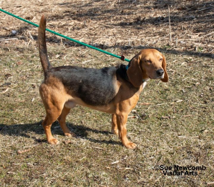 Tucker, an adoptable Beagle & Basset Hound Mix in Shorewood, IL_image-4