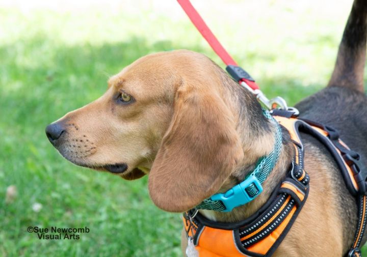 Tucker, an adoptable Beagle & Basset Hound Mix in Shorewood, IL_image-5