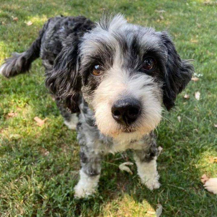 Petfinder aussiedoodle hot sale