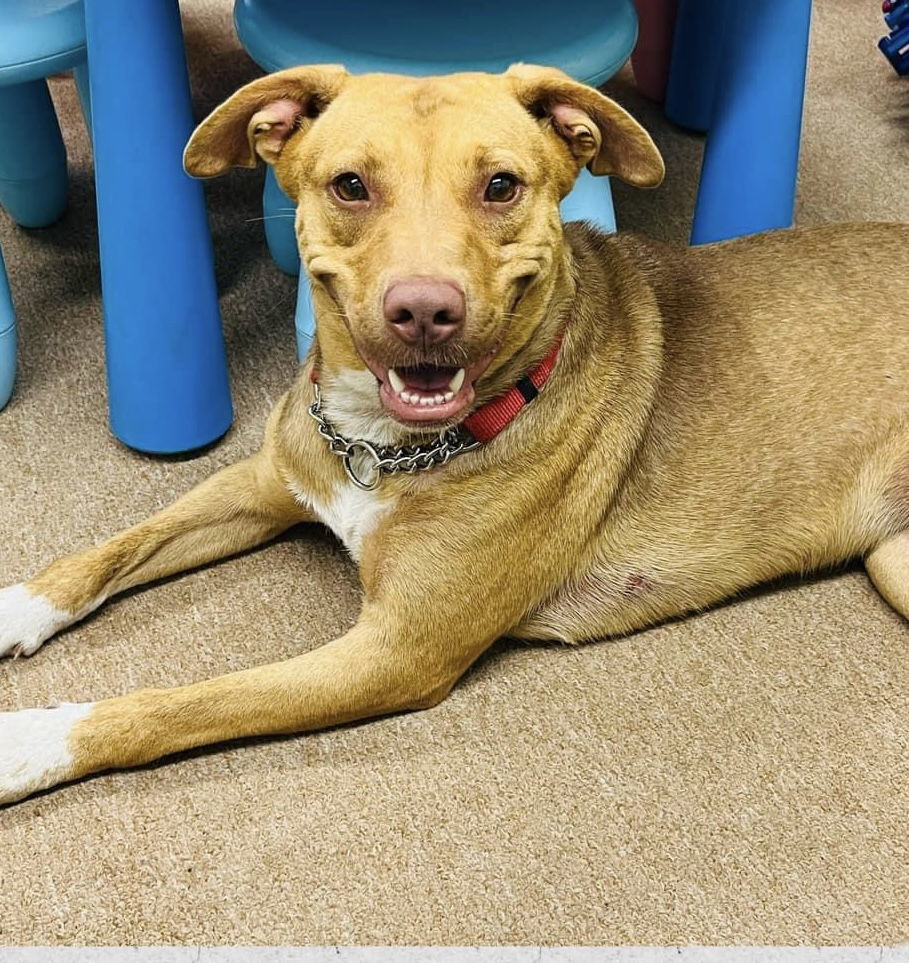 Clover, an adoptable Mixed Breed in Naples, FL, 34102 | Photo Image 1