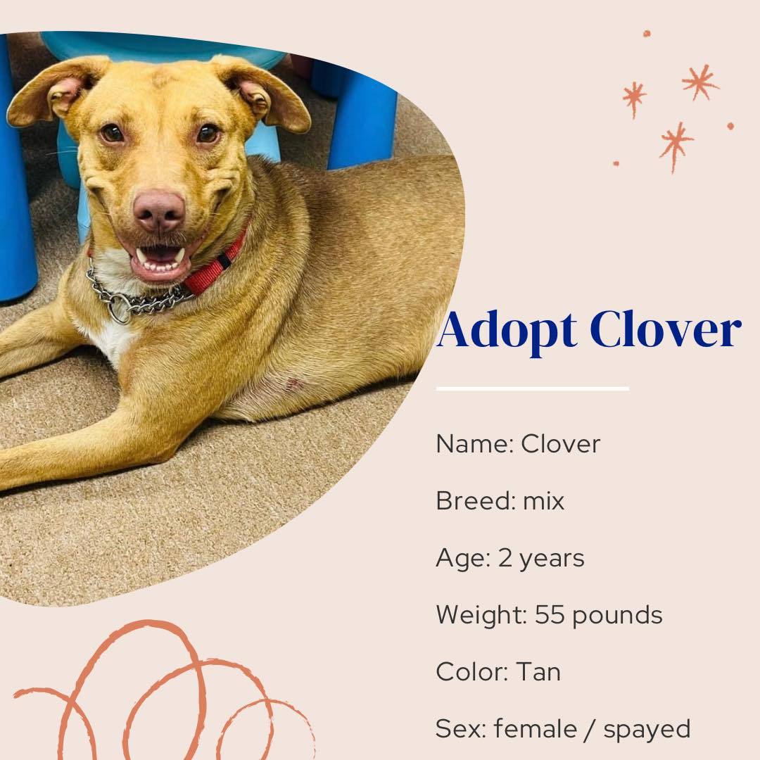 Clover, an adoptable Mixed Breed in Naples, FL, 34102 | Photo Image 2