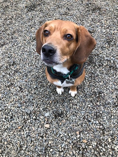 Dog for adoption - Oakley, a Beagle Mix in Hoquiam, WA | Petfinder