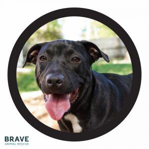 Pets for Adoption at Brave Animal Rescue, in Lincoln, NE | Petfinder