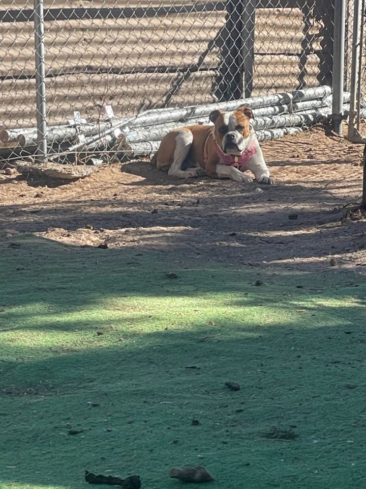 dog-for-adoption-darla-an-english-bulldog-in-amarillo-tx-petfinder
