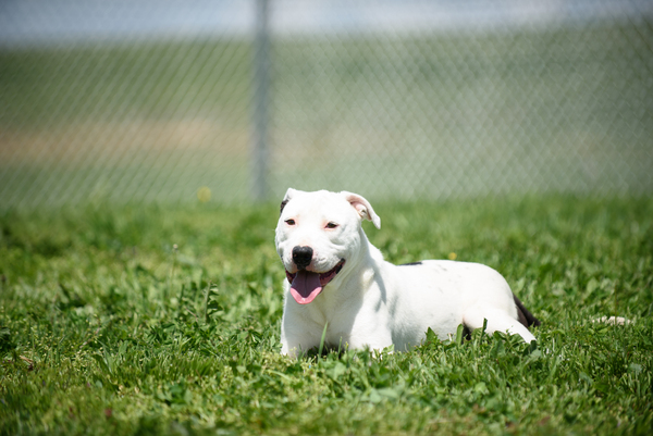 Skunk, an adoptable Terrier Mix in Winchester, KY_image-5