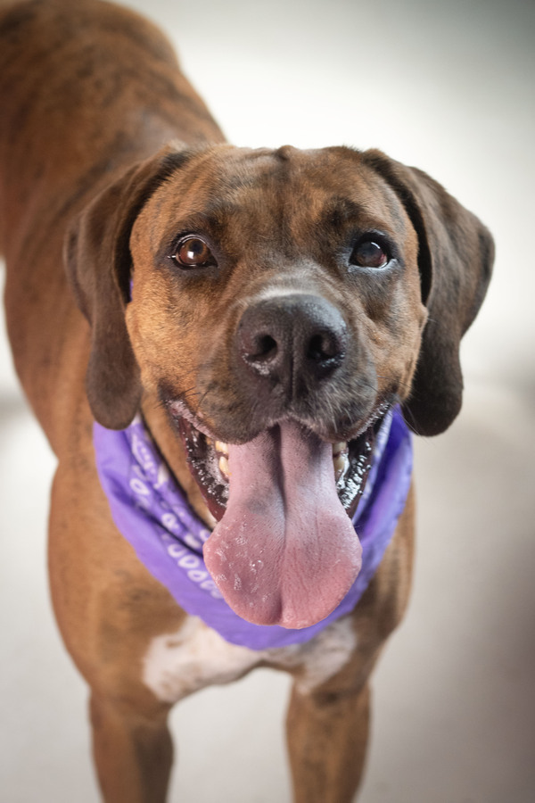 Shyloh, an adoptable Boxer Mix in Winchester, KY_image-1