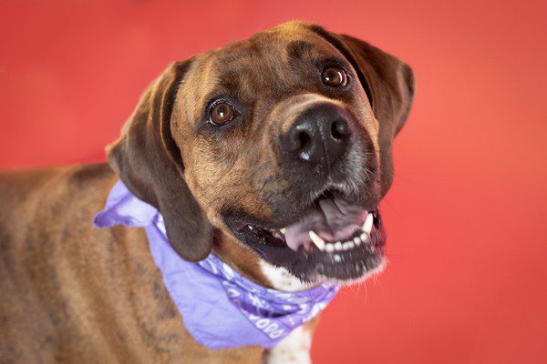 Shyloh, an adoptable Boxer Mix in Winchester, KY_image-2
